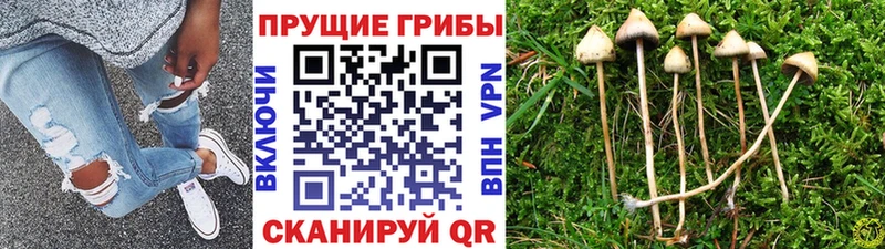 Псилоцибиновые грибы мухоморы  закладки  мега   Терек 